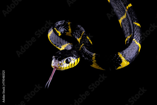 boiga dendrophila yellow ringed, gold ringed snake, indonesia snake	