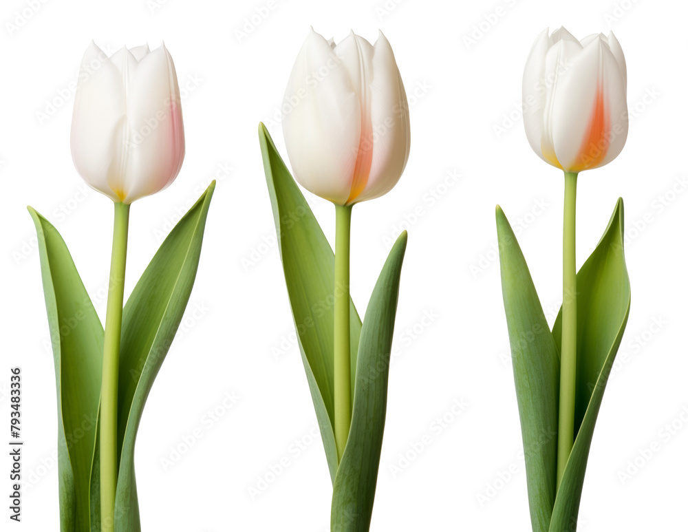 Pink tulip flower isolated on white background Pink tulip flower isolated on white background