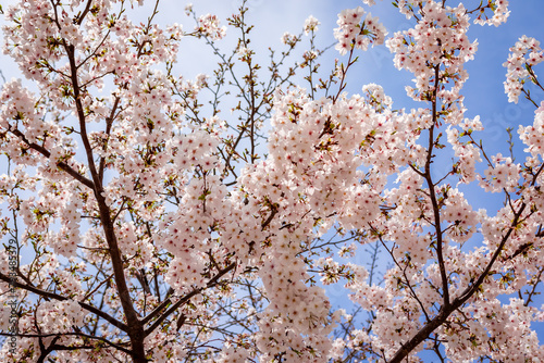 春の東京・錦糸公園で見た、満開の桜の花と青空 photo