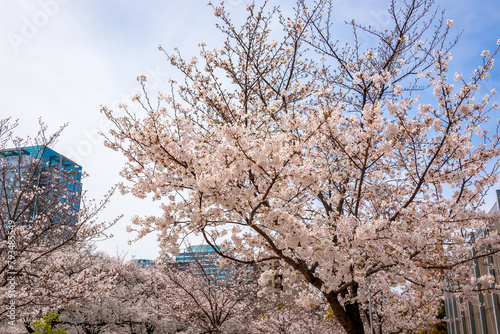 春の東京・錦糸公園で見た、満開の桜の花と青空