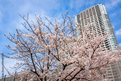 春の東京・錦糸公園で見た、満開の桜の花と青空 photo