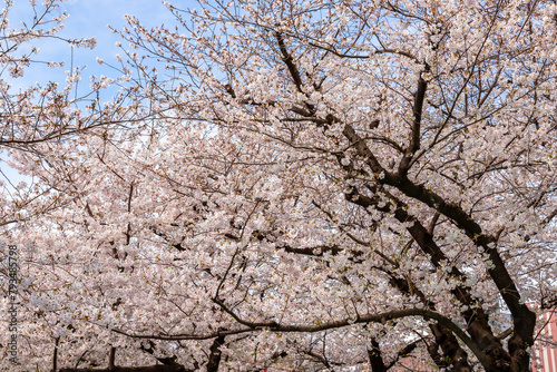 春の東京・錦糸公園で見た、満開の桜の花