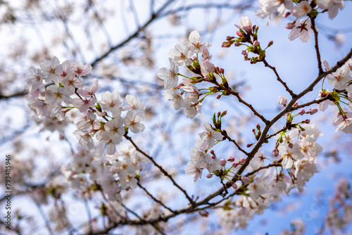 春の東京・錦糸公園で見た、満開の桜の花と青空