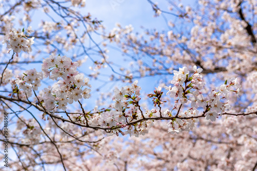 春の東京・錦糸公園で見た、満開の桜の花と青空