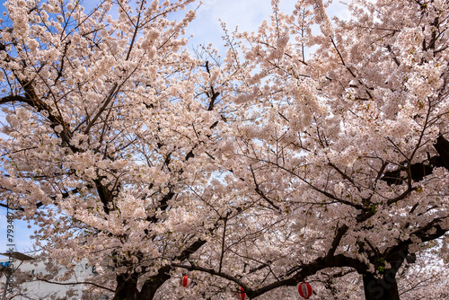 春の東京・錦糸公園で見た、満開の桜の花