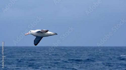 Wandering albatross (Diomedea exulans) in flight above the ocean off the coast of South Georgia Island