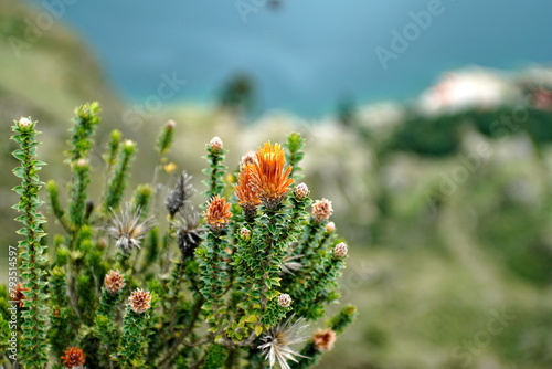 Chuquiragua flower growing on the rim of Quilotoa Lake outside of Latacunga, Ecuador photo