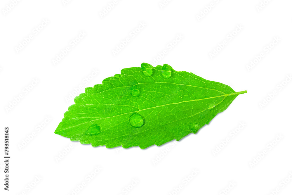 Fototapeta premium fresh green Stevia rebaudiana herb leaves for health,food related concept background,cutout in transparent background,png format