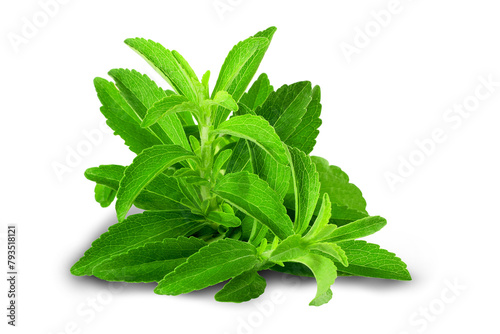 fresh green Stevia rebaudiana herb leaves for health,food related concept background,cutout in transparent background,png format photo