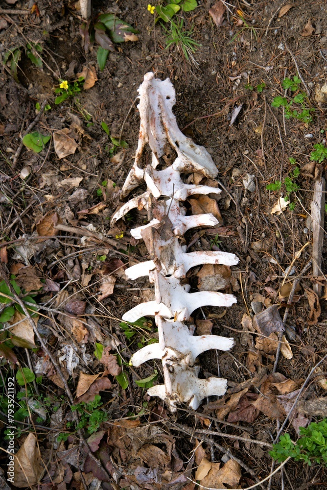 Animal bone, most likely the spine of a Mule Deer (Odocoileus hemionus ...