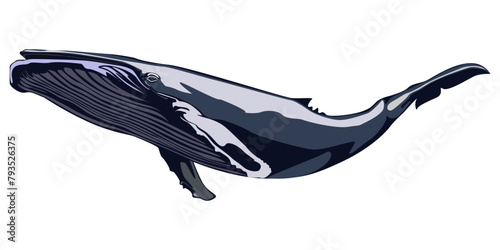 Vector illustration of a whales . dolphin silhouette isolated on white