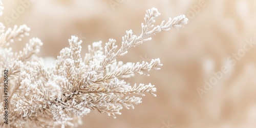 Close-up of a frosted fir branch with soft-focus beige background in winter.
