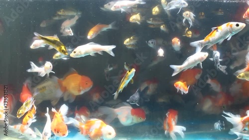 Many schools of goldfish fish in aquariums are sold at the Splendid Malang animal market photo