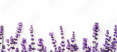Lavender Flowers with Copy Space on White Background banner