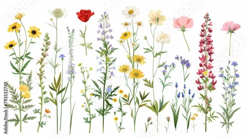Collection of wildflowers vector graphics, featuring herbs, herbaceous flowering plants, blooming flowers, and subshrubs isolated on a white background, with detailed botanical illustrations. photo