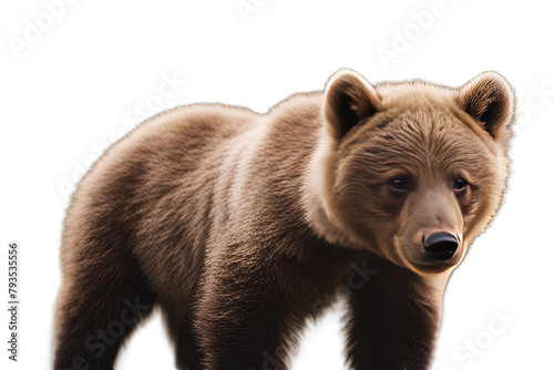 bear cub brown wild closeup wildlife baby animal nature forest mammal cute young finland predator danger small tree ursus lovely grizzly winnie evening fauna background adorable omnivore summer fur 