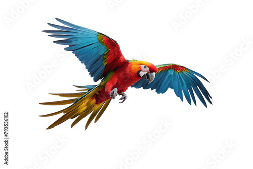 colorful isolated white flying parrot bird animal macaw tropical yellow red nature green beak blue colourful feather wildlife wing wild pet colours tree branch zoo air amazon art background beauty
 photo