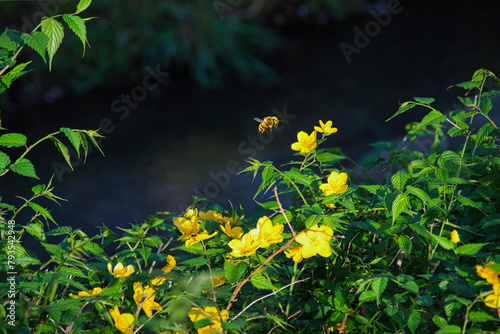 春になると、山地で濃い黄色い花が目を引くヤマブキ photo