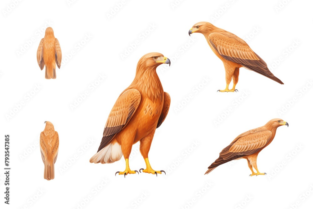 Fototapeta premium Watercolor of eagle, golden eagle