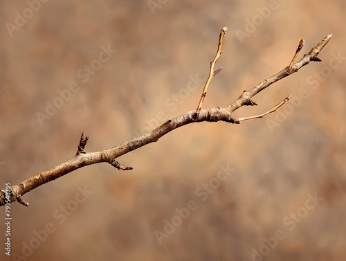 A thin branch with no leaves on it. The branch is brown and has a rough texture. The image has a moody and somber feel to it