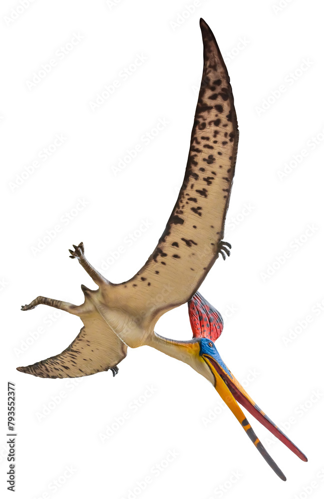 Fototapeta premium Pteranodon Sternbergi is an extinct genus of pteranodontid pterodactyloid pterosaur from the Late Cretaceous geological period