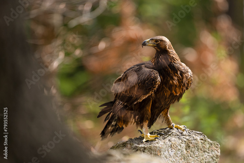 Golden eagle is one of the best known birds of prey