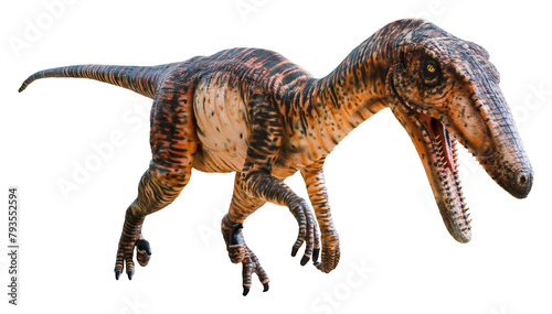 Velociraptor  Raptor  is a carnivore genus of small dromaeosaurid dinosaur that lived in Asia during the Late Cretaceous epoch