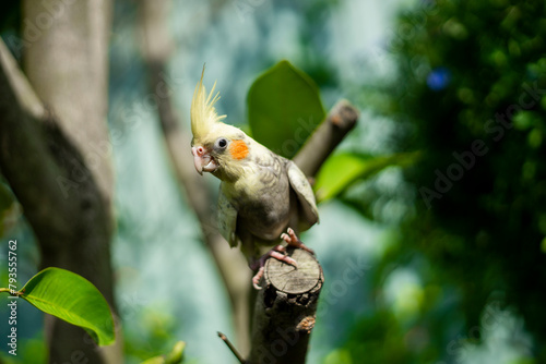 However some modernday mutations Nymphicus hollandicus are sexlinked and the male and female chicks are easily distinguishable as soon as their feathers come in. photo