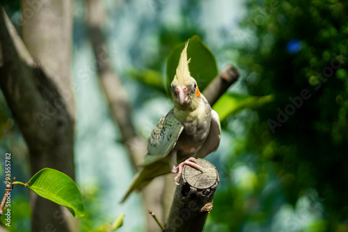 However some modernday mutations Nymphicus hollandicus are sexlinked and the male and female chicks are easily distinguishable as soon as their feathers come in. photo