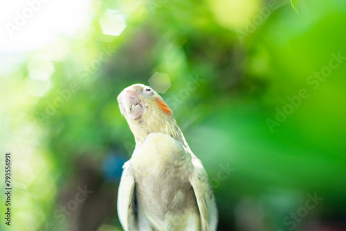  spots on the underside of his tail feathers and wings. The grey feathers on his cheeks  Cockatiel Nymphicus and  Cockatiel Nymphicus crest are replaced by bright yellow feathers