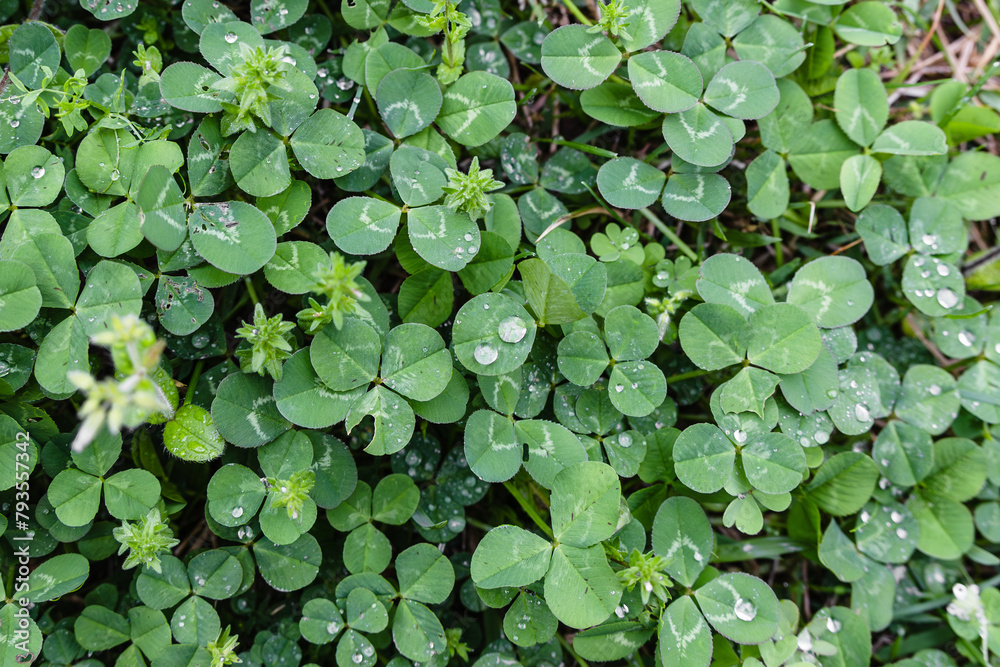 A three-leaf clover whose flower language means happiness. A shamrock with raindrops forming on it. Trifolium repens A three-leaf clover whose flower language means happiness. A shamrock with raindrops forming on it. Trifolium repens