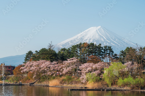 Japan beautiful landscape Mountain Fuji cherry blossom sakura at Lake kawaguchiko in japan. © Hide_Studio