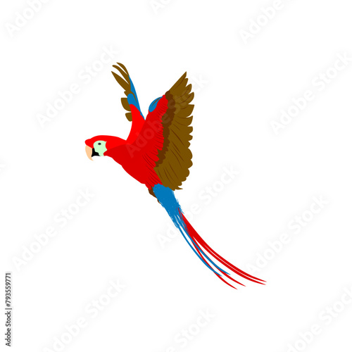 Tropical parrots. Vector isolated elements on the white background.