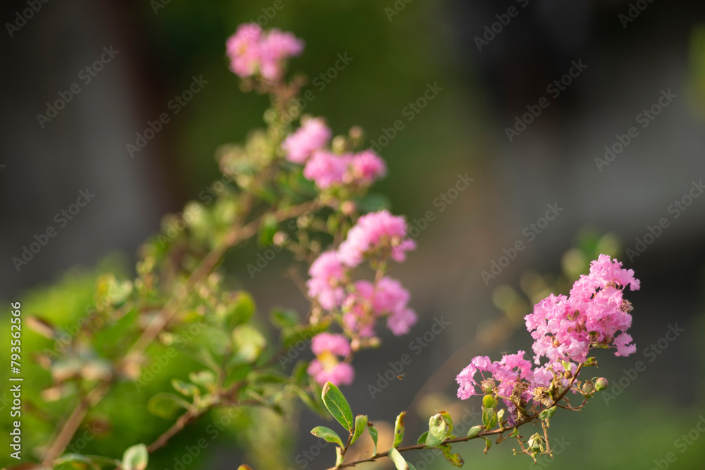 Lagerstroemia indica,Lagerstroemia indica is also quite drought hardy, though Lagerstroemia indica benefits from the occasional deep watering during the summer months. Lagerstroemia indica,Lagerstroemia indica is also quite drought hardy, though Lagerstroemia indica benefits from the occasional deep watering during the summer months.