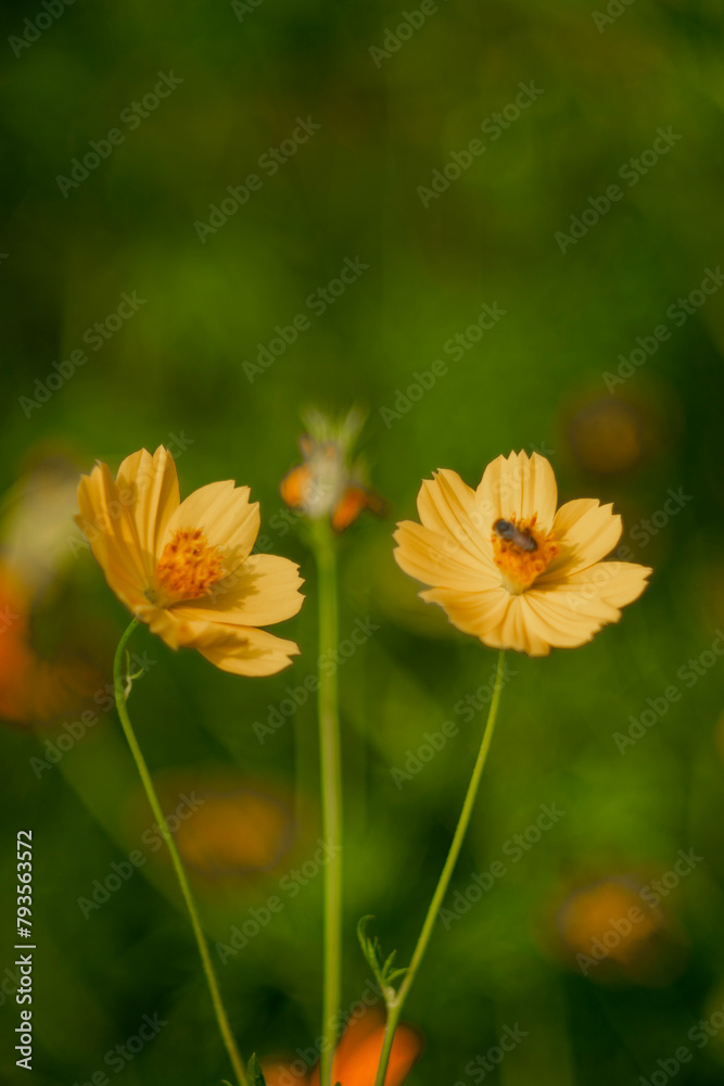 Sulfur cosmos,Cosmos bipinnatus,Cosmos or Yellow Cosmos and green leaf is background, Cosmos sulphureus is also known as sulfur cosmos and yellow cosmos. Beautiful flower with orange color, Sulfur cosmos,Cosmos bipinnatus,Cosmos or Yellow Cosmos and green leaf is background, Cosmos sulphureus is also known as sulfur cosmos and yellow cosmos. Beautiful flower with orange color,