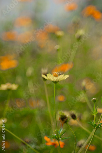 Sulfur cosmos,Cosmos bipinnatus,Cosmos or Yellow Cosmos and green leaf is background, Cosmos sulphureus is also known as sulfur cosmos and yellow cosmos. Beautiful flower with orange color,