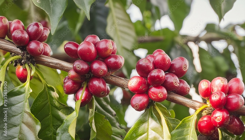Coffee cherries on tree branch with red ripe fruits Coffee cherries on tree branch with red ripe fruits