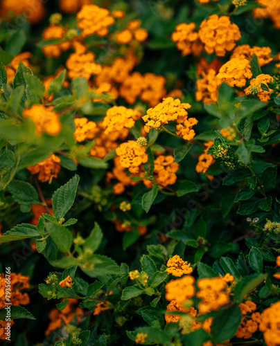 orange flowers in the garden yellow 