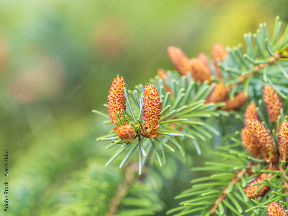 Closeup of fir branches with young buds. Spring nature concept. Fir branches with fresh shoots Closeup of fir branches with young buds. Spring nature concept. Fir branches with fresh shoots