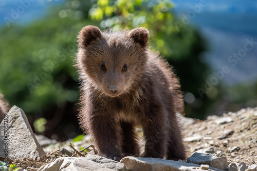 Brown bear cub walking across rocky hillside