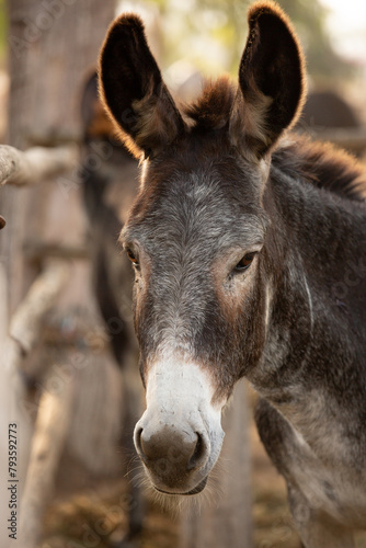 Donkey face in a stall during a sunny day in Lima Peru