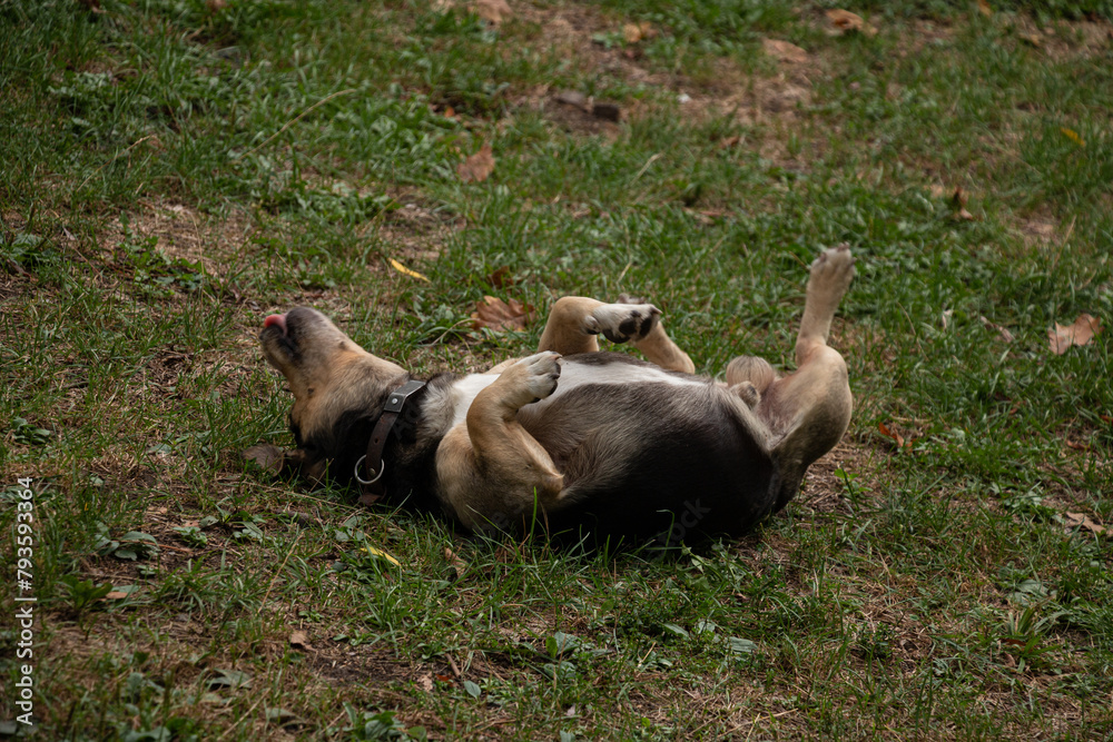 Fototapeta premium Dachshund playing in the grass.