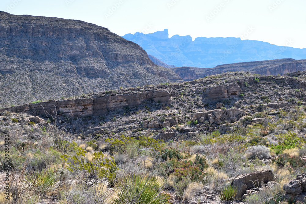 Hillside with soil and vegetation in sunlight, Big Bend National Park