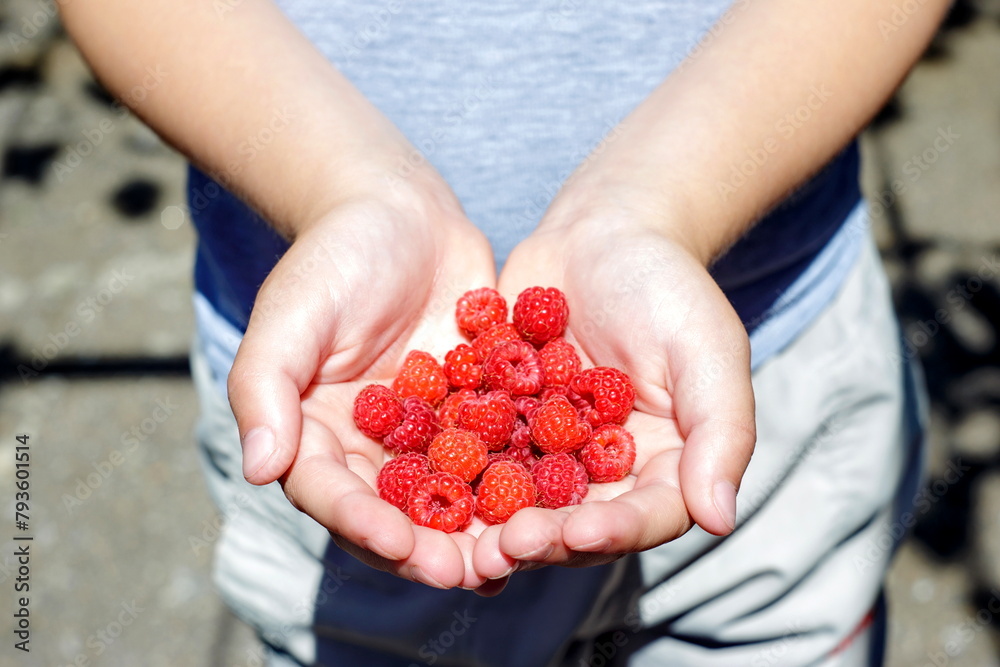 Hands of the child with ripe raspberry Hands of the child with ripe raspberry
