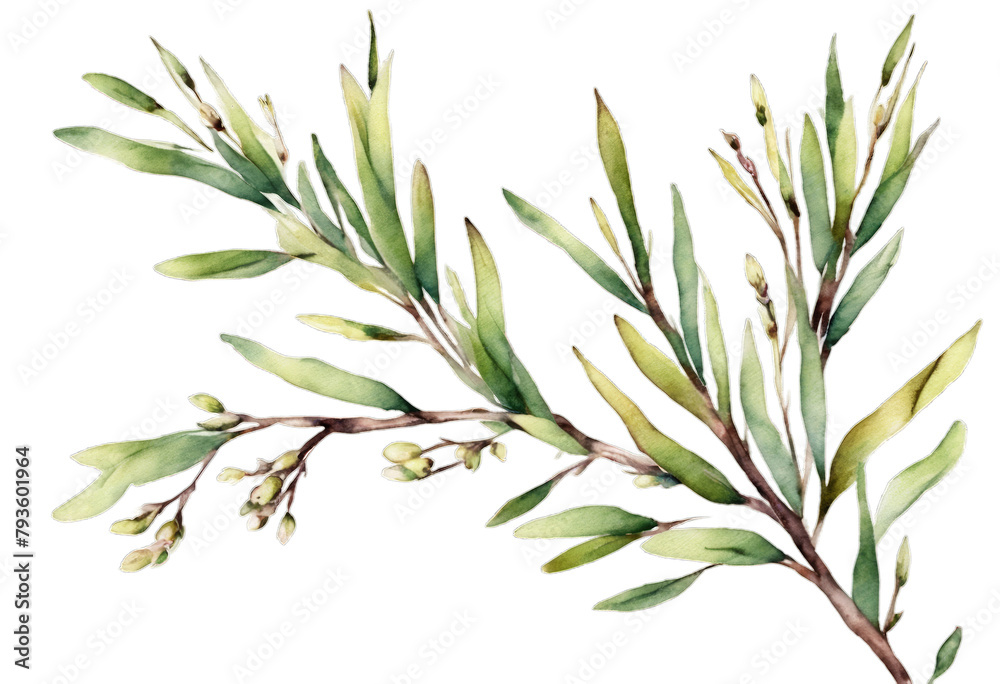 Watercolor pussy willow branches set. Hand drawn tree twigs with buds isolated 