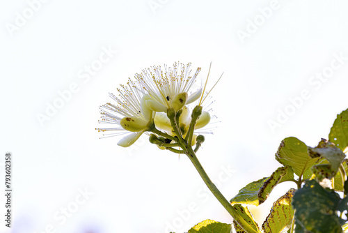 Pekea Nut Flower