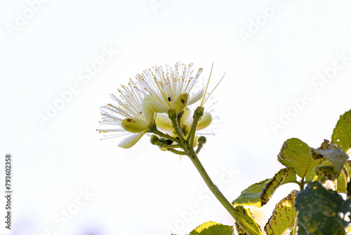 Pekea Nut Flower photo