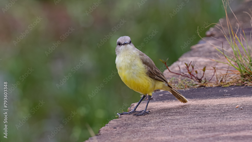 Fototapeta premium Adult Cattle Tyrant Bird