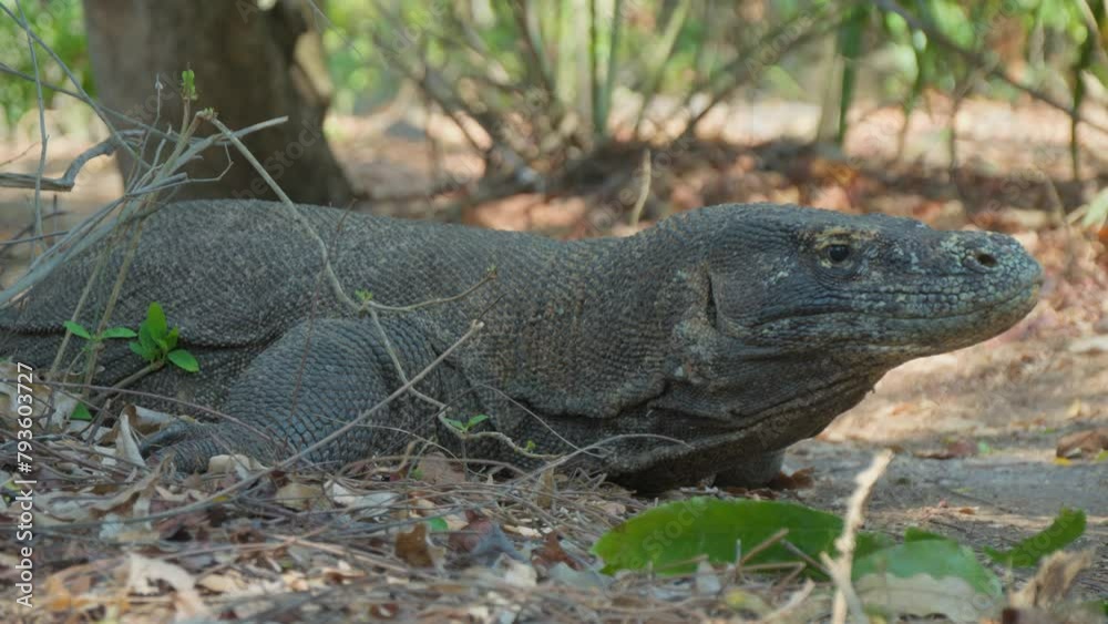 Komodo dragon from Flores Island resting on the ground. Portrait handheld shot. Komodo dragon from Flores Island resting on the ground. Portrait handheld shot.