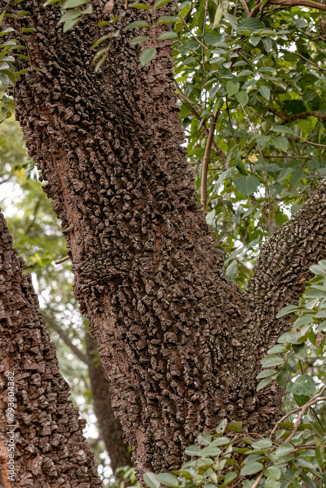 textured trunk of angiosperm tree textured trunk of angiosperm tree